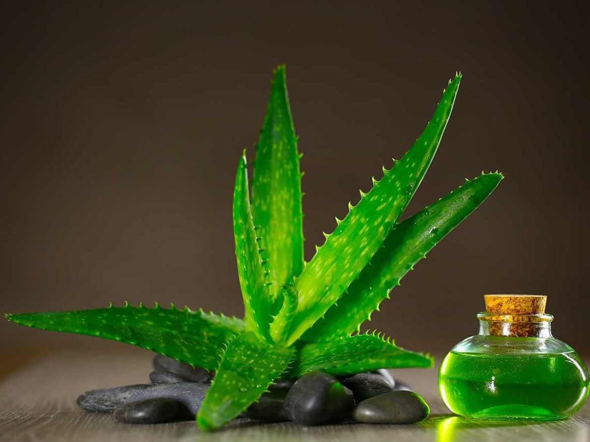 aloe